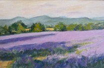 Ombres sur les lavandes