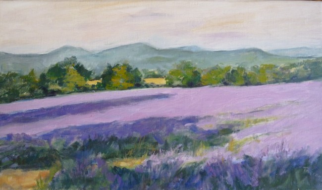 Ombres sur les lavandes