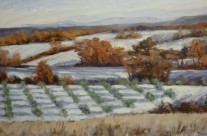 Oliviers dans la neige 1