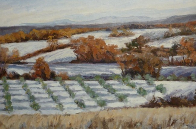 Oliviers dans la neige 1